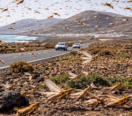 VIDEO: Zwermen Afrikaanse sprinkhanen zorgen voor alarm in Lanzarote